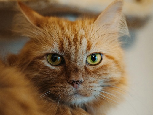 Orange Cat staring into the camera